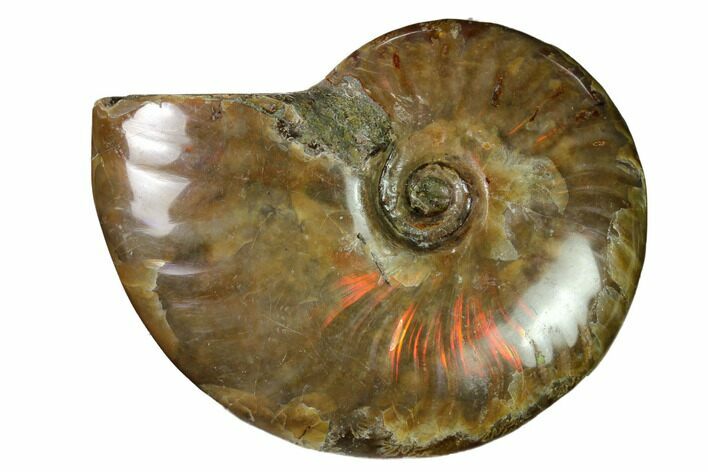 Red Flash Ammonite Fossil - Madagascar #151747